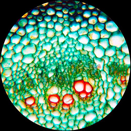 4 AmScope+PS100E+Biology+Prepared+Homeschool