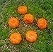 Kbraveo 30 pcs Lifelike and Realistic Artificial Fall Harvest Mini Pumpkins for Decorate and Party