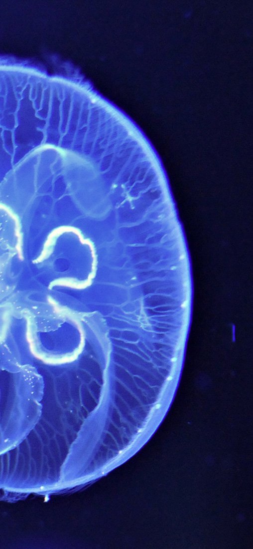 PeelitStickit Underwater, Undersea Wall Murals, ID-007, vinyl