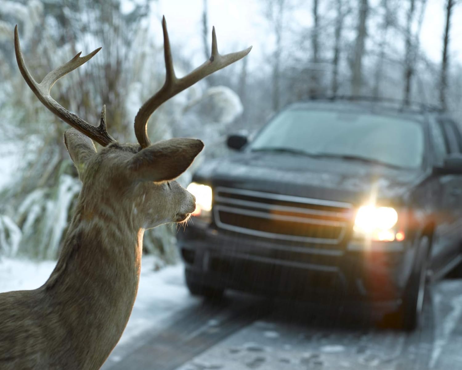 Bell Automotive 22-1-01001-8 Chrome Deer Warning: Automotive