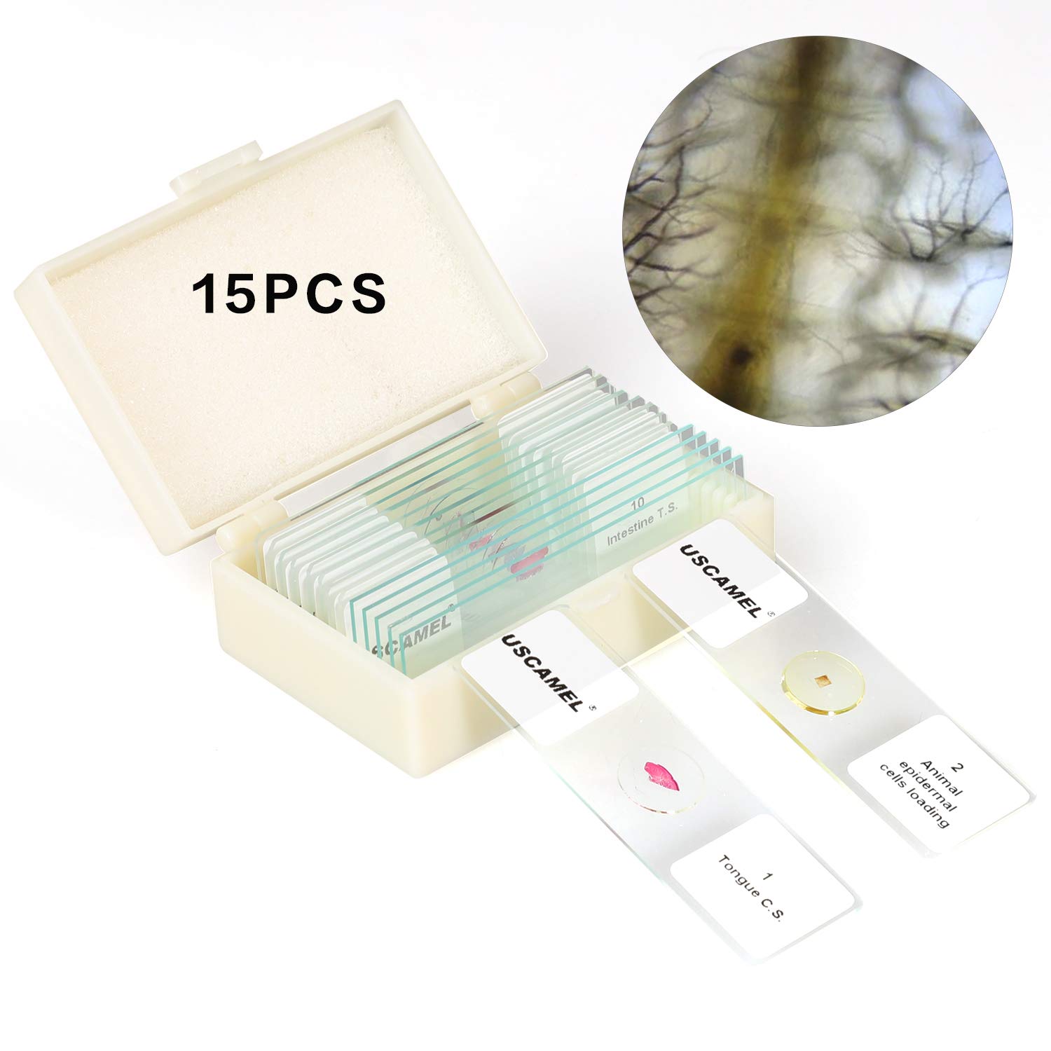 USCAMEL Prepared Microscope Slide Set for Basic Biological Science