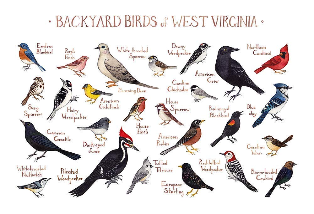 Backyard Birds of West Virginia Field Guide Art Print Handmade