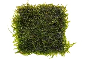 SubstrateSource Live Plants - Weeping Moss (Vesicularia ferriei) - Low to Medium Light, Bright Green Accent Freshwater Aquatic Moss, Foreground Placement for Aquascaping - Stainless Steel, 1 Pack