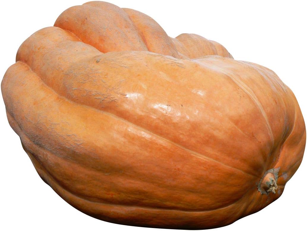 Dill's Atlantic Giant Pumpkin Seeds ★ Monster Pumpkin!!! ★ Can Grow to
