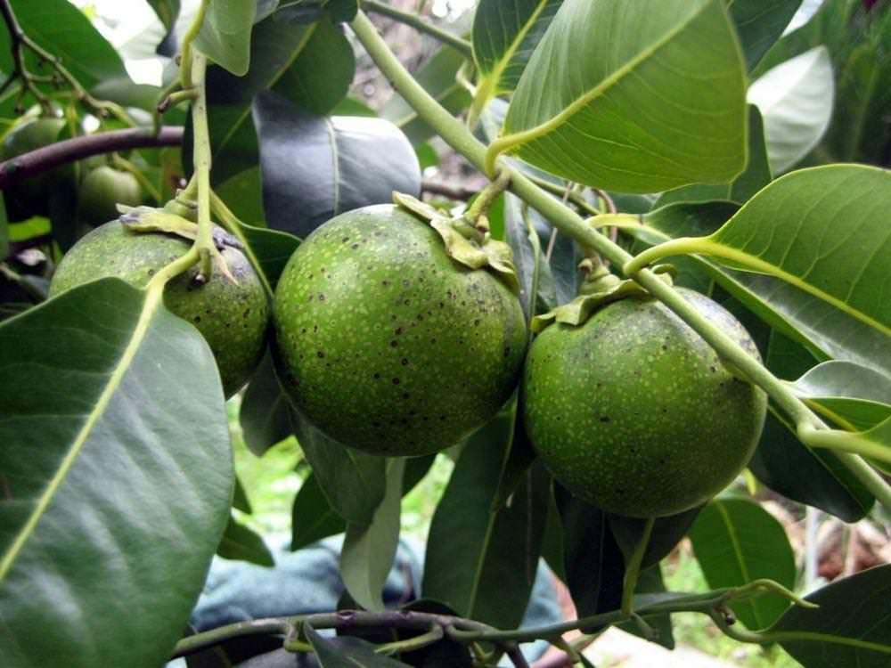 Black Sapote (Bernecker) Tropical Fruit Trees