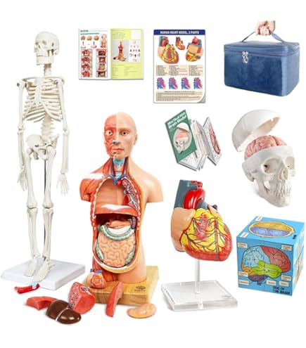Amazon.com: NEW HORIZON Human Body Deluxe Musculature Model, 16