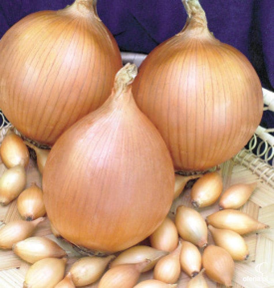 TOMHY Seeds Package: 500G Half Kilo Sturon Onion Sets