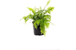 AMERICAN PLANT EXCHANGE Macho Giant Sword Fern 1 Gallon Live Plant, 6" Pot, Indoor Outdoor Air Purifier