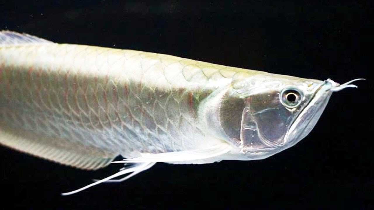 WorldwideTropicals Live Freshwater Aquarium Fish - 4-5.5 Silver Arowana Fish - 4-5.5 Silver Arowana - by Live Tropical Fish - Great For Aquariums - Populate Your Fish Tank!