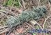 Miles Ghillie Rifle Wrap (Woodland)