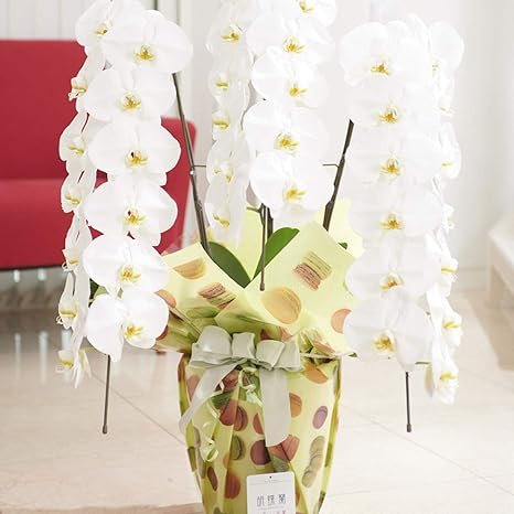 Amazon こだわりラッピング マカロンポップ 胡蝶蘭 3本立 白 2万円コース 開店祝い 開業祝い 就任祝い 誕生日祝い 長寿祝いなどの花 フラワーギフト 贈り物 プレゼント プリザーブドフラワー オンライン通販