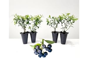 FAM PLANTS Pink Lemonade Blueberry (Top Hat)