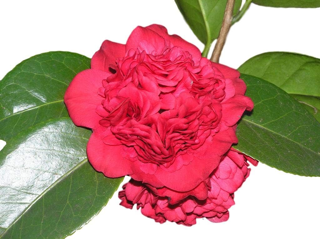 Professor Sargent Red Camellia Japonica