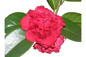 NEW LIFE NURSERY & GARDEN Professor Sargent Red Camellia Japonica - Live Plant - Quart Pot