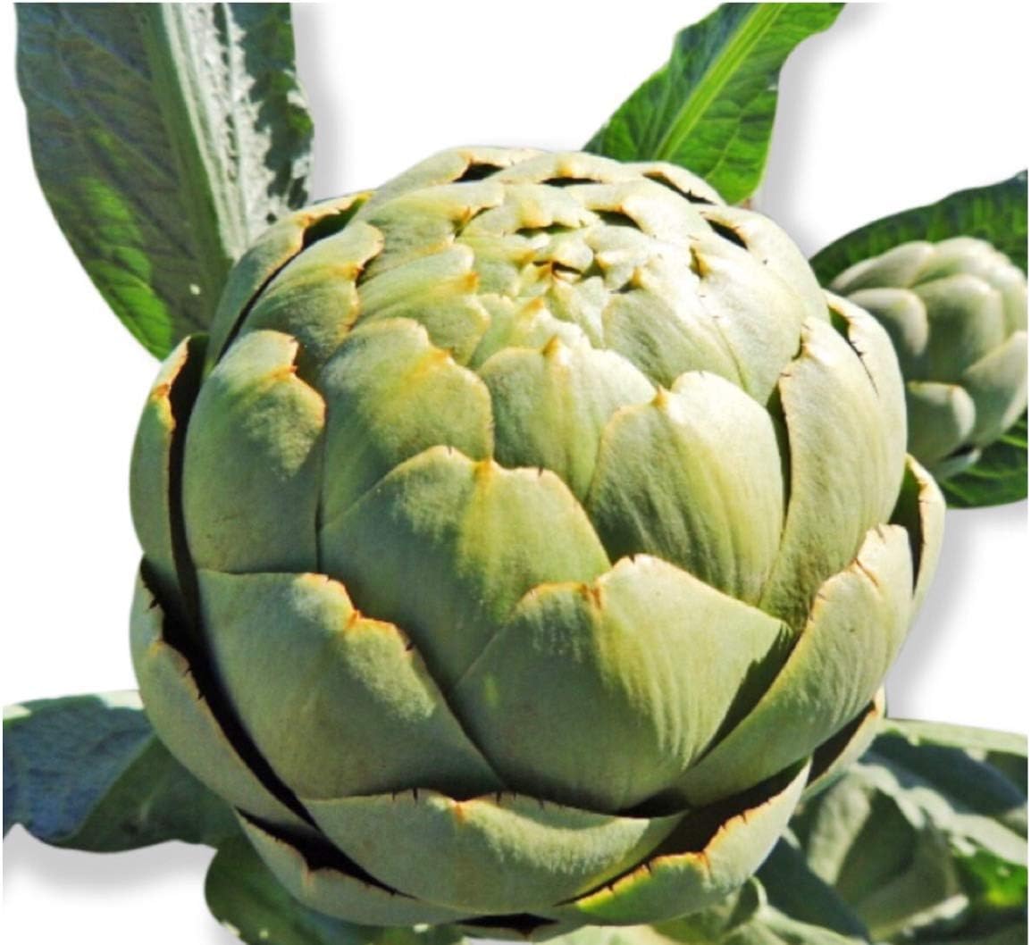 Green Globe (Heirloom) Artichoke Seeds UPC 600188195545
