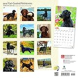 Image de Flat Coated Retrievers 2018 12 x 12 Inch Monthly Square Wall Calendar, Animals Dog Breeds Retrievers (Multilingual Edition)
