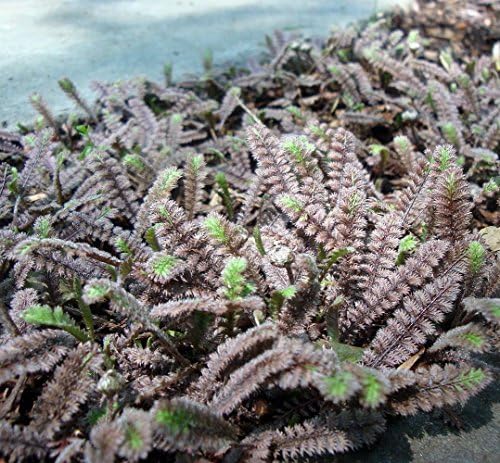 Gothic Fairy Fern - Leptinella - 2.5" Pot - Terrarium/Fairy Garden/Houseplant