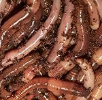 250 Count European Night Crawlers Live Composting and Fishing Worms
