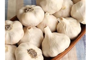 YOKEBOM Music Garlic Bulbs for Planting, 4 Bulbs Hardneck Garlic Bulbs, for Gardening Outdoors