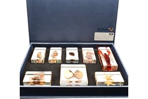 Cherish XT 8 PCS Marine Animals Specimens Set Paperweights Taxidermy for Science Education Include Pagurid,Spiral Shell,Lobster,Sea Anemone,Cuttlefish,Fiddler Crab,Clams,Starfiash Specimen