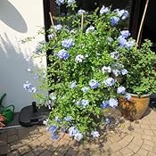 Pflanzen winterhart Pflanzen winterhart