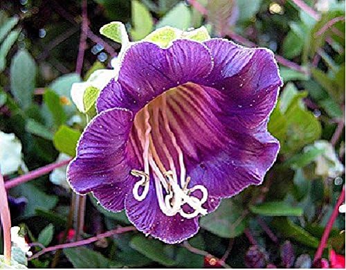 Seeds Flowers Cobaea scandens Violet from Ukraine 0.4 Gram