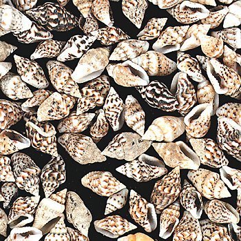 Fun Express Genuine Mini Seashells - 2800 Pieces