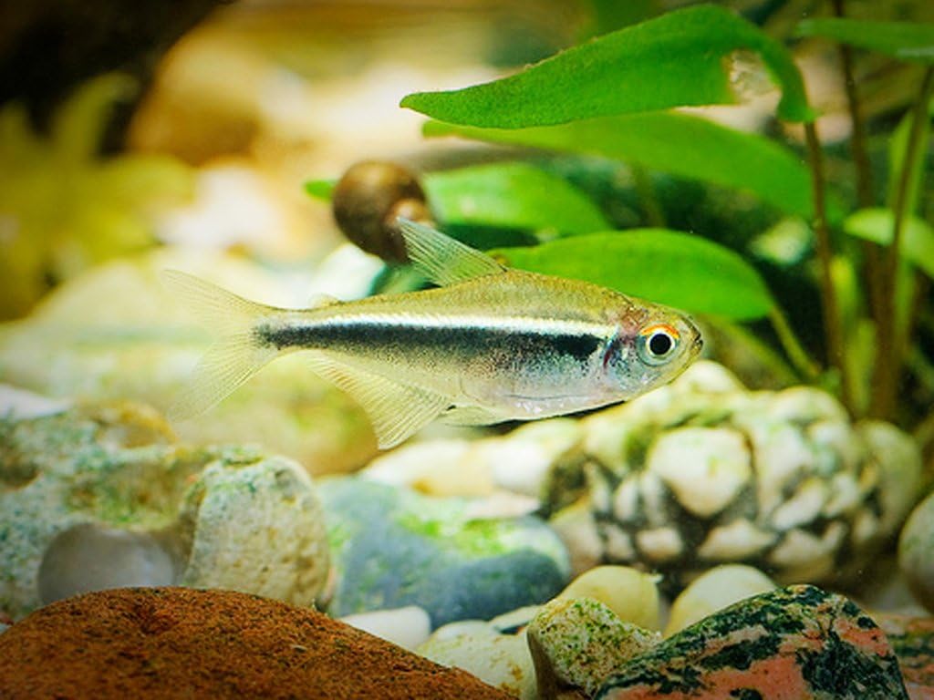 黒 銀ラインが魅力的 ブラックネオンテトラ10匹 愛されて周年 熱帯魚 生体販売の老舗 東京プロスパー 東京プロスパーインターナショナル 観賞魚 水中生物 通販 Amazon