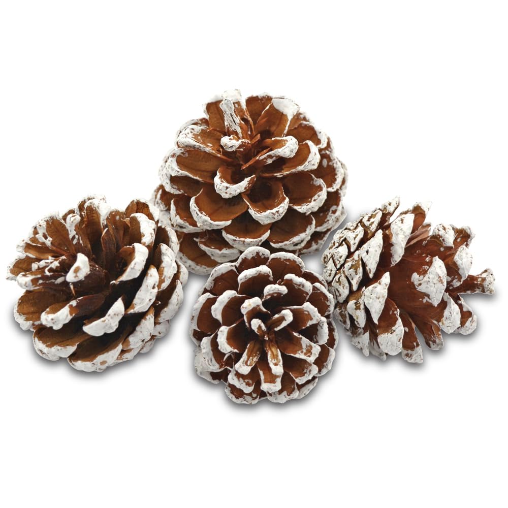 Edzard Deco Pine Cones, white, size 50-90 mm, 600 ml bag