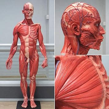 Amazon Co Jp 教育モデルのおもちゃ60cm人間の男性の樹脂胴の浅筋モデル学習リソース用の人体解剖モデル Sports Amazon Co Jp 教育モデルのおもちゃ60cm人間の男性の樹脂胴の浅筋モデル学習リソース用の人体解剖モデル Sports