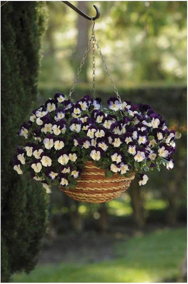 PREMIER SEEDS DIRECT - Pansy Trailing Winter Flowering - Cool Wave - Violet Wing - 16 Seeds, Purple