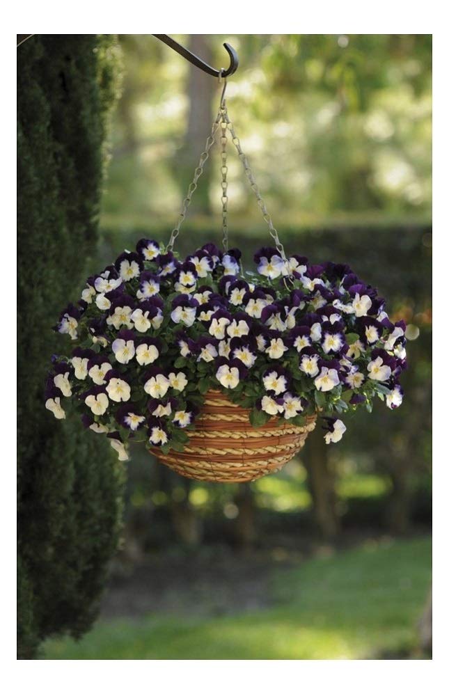 PREMIER SEEDS DIRECT - Pansy Trailing Winter Flowering - Cool Wave - Violet Wing - 16 Seeds