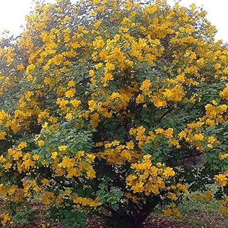 Plantes Graines Bulbes Cassia Bicapsularis Hiver Cassia