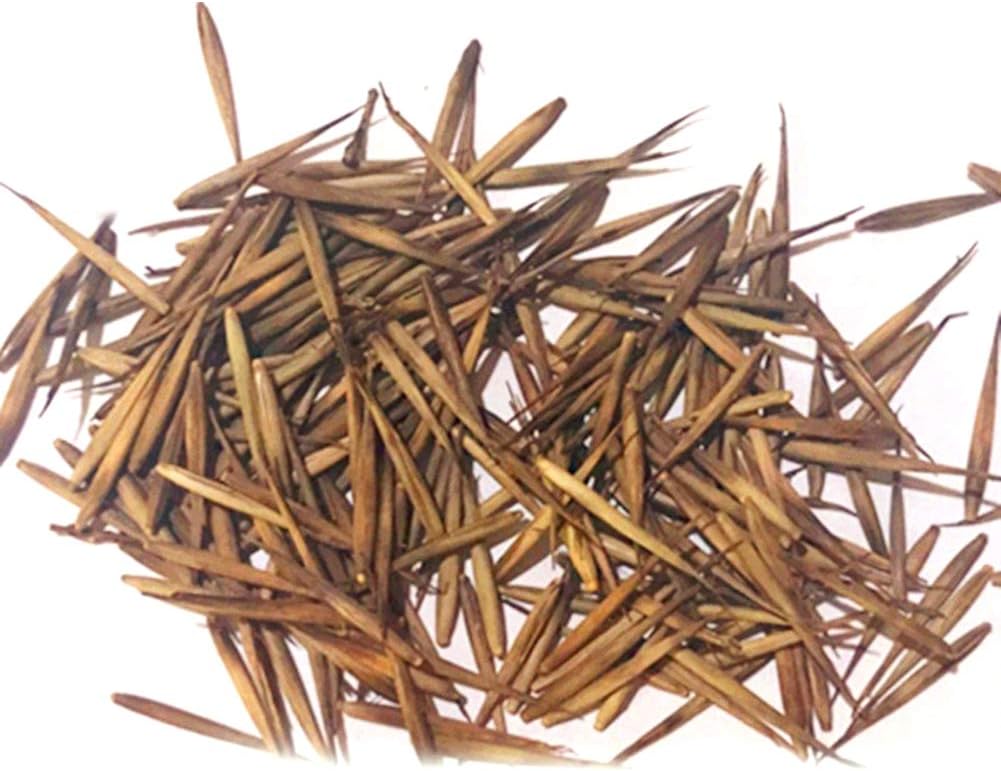 good01 300Pcs Bamboo Seeds For Planting | Phyllostachys Pubescens Seeds For Garden Balcony Yard Office Home Decorative Plants Bamboo Seeds 300pcs