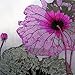 King Silk Art Handmade Embroidery Purple Lotus 36122