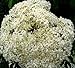 Johns Elderberry Perennial Shrub - Sambucus - Native - 3.25