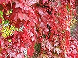 Red Boston Ivy 