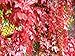 Red Boston Ivy "100 Seeds" Parthenocissus Tricuspidata Climbing Vine : Red Boston Ivy