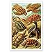 NATURAL CURIOSITIES by Ernst Haeckel postcard set of 20 postcards. Botanical illustrations theme post card variety pack. Made in USA.