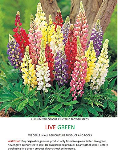 Lupin Flower F1 Hybrid Seeds Live Green Amazon In Garden Outdoors