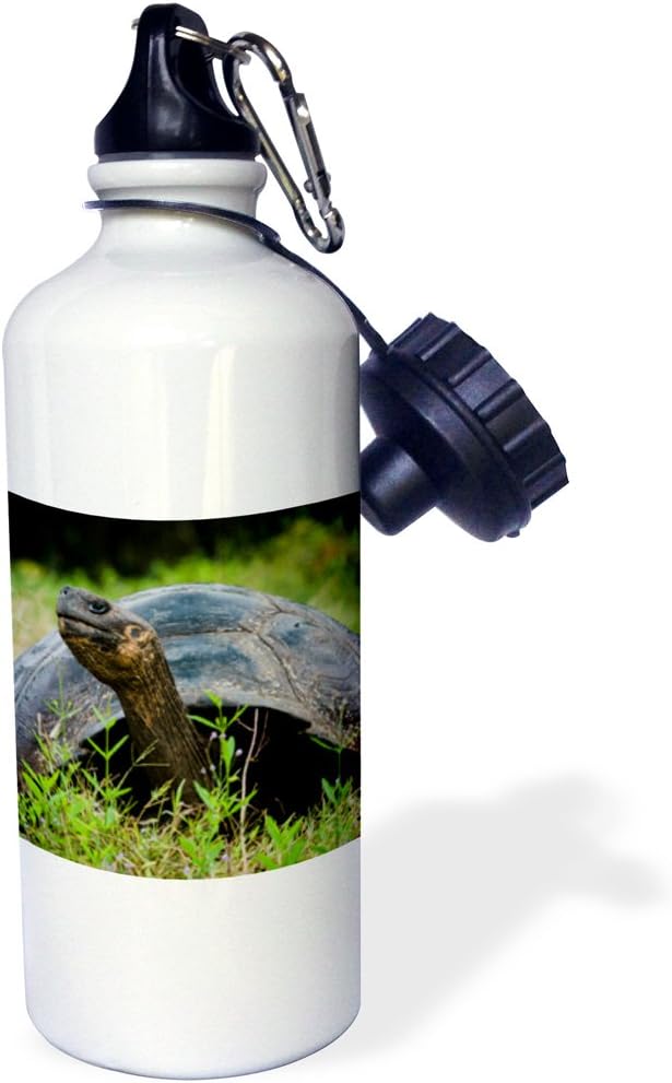 3dRose Ecuador, Santa Cruz Island Galapagos Giant Tortoise Sports Water Bottle, 21Oz, Multicolored