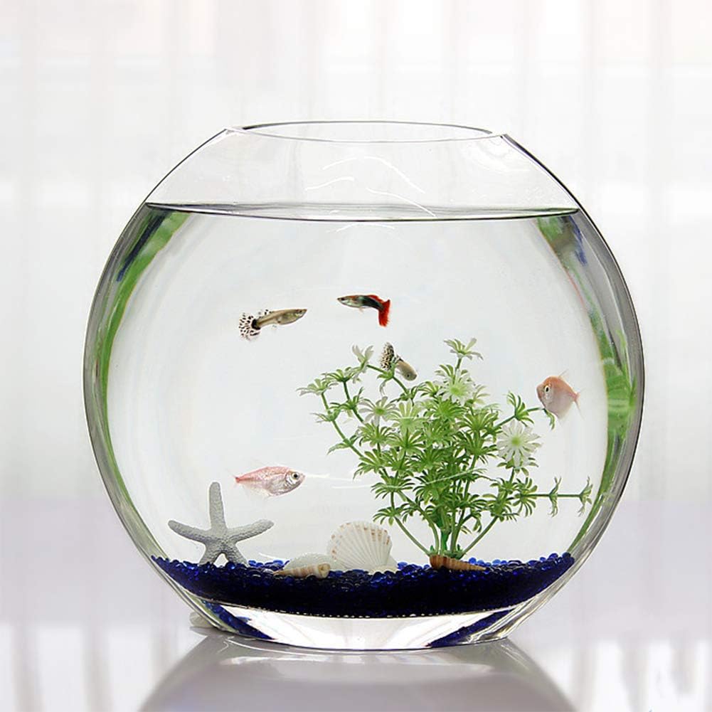 Amazon Co Jp 魚の水槽 小さな創造的な生態学的な金魚の水槽 水耕法 ベタの魚の水槽 魚の水槽の形状 丸い平らな口の直径30cm 11 8インチ N ホーム キッチン
