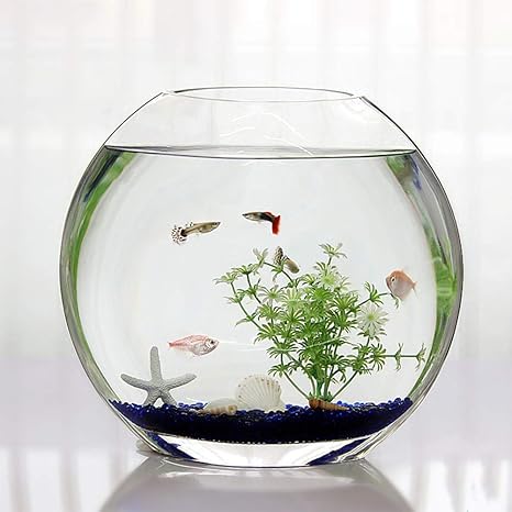 Amazon Co Jp 魚の水槽 小さな創造的な生態学的な金魚の水槽 水耕法 ベタの魚の水槽 魚の水槽の形状 丸い平らな口の直径30cm 11 8インチ N ホーム キッチン