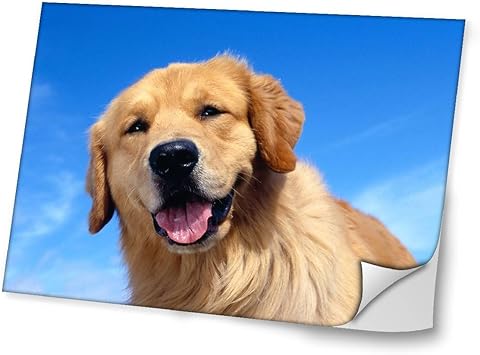 Virano Chiens 10017 Golden Retriever Autocollant Vinyl Adhésif Dessin Coloré Et Effet De Cuir Pour Les Portable Tactile Et Ordinateurs Portables