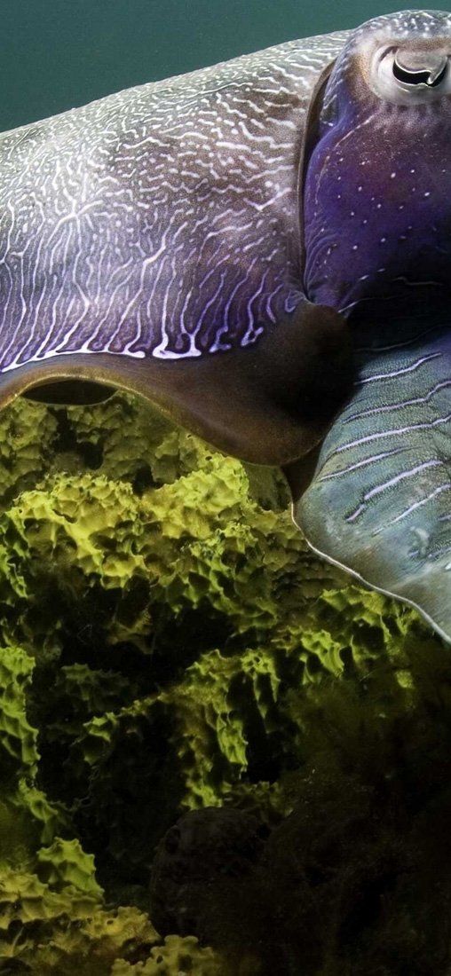 PeelitStickit Underwater, Undersea Wall Murals, ID-083, vinyl