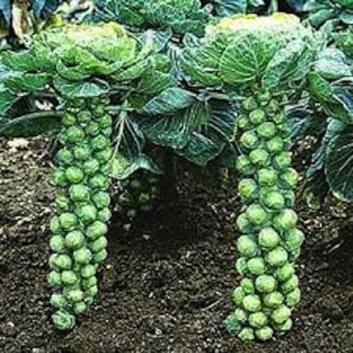 500+ de cultivo ecológico Long Island Mejora Coles de Bruselas ...