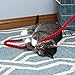 Kitty City Cat Toys, Cat Wand, Cat Scratching, for Cat & Kitten, Red