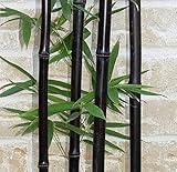 50 seeds/bag rare BLACK BAMBOO SEEDS - Phyllostachys Nigra Dendrocalamus asper Betung Hitam - Black culmed rough bamboo - seeds