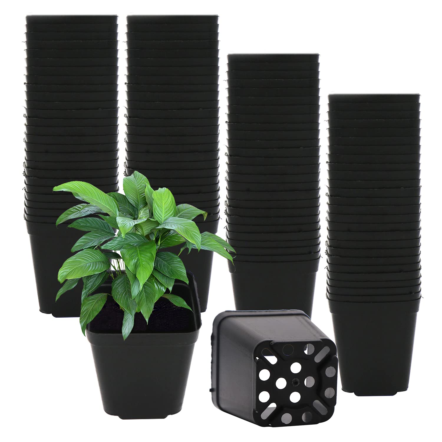 GGOUPTY Square Plastic Plant Pots 5.5 cm 100 Pcs Succulent Planter Nursery Pots for Flower Staring Seedling Succulents & Garden Plants, Black
