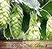 HOPS Seeds with 1 x Each of Cascade & Centennial Rhizomes - Humulus lupulus Bundle - Brew Your OWN BEER - Zones 3-8 - By Oakland Gardens (Hops Seeds with 1 each Cascade Centennial)
